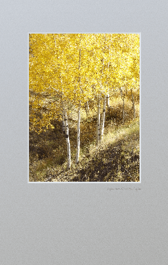 Colorful Fall leaves in Colorado.